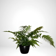 green plant in a pot