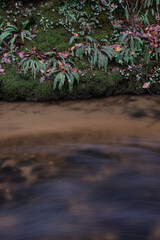 Ferns and mosses on the bank of the River Lynher, Bodmin Moor Cornwall
