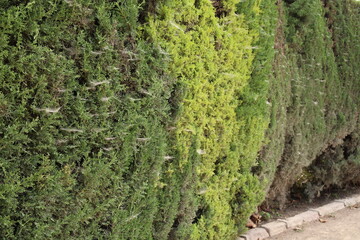 Wild Garden Plants and Natural Foliage Textures
