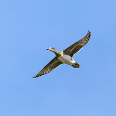 Fototapeta premium Eurasian wigeon