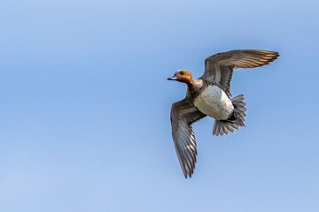 Eurasian wigeon