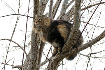 Eine hübsche Norwegische Waldkatze auf einem Baum