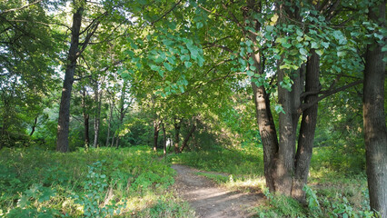 The woodland path curves gently under a canopy of leafy green trees. Sunlight flickers across the ground, highlighting the forest vegetation in a peaceful natural setting.