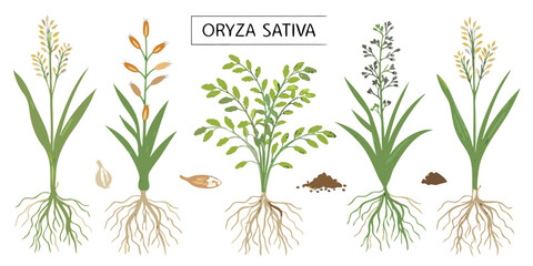 Life Cycle of Rice Plant with Root System Isolated on White — Growth Stages Diagram, Botanical Illustration of Rice Development, Agriculture Education and Plant Anatomy Vector