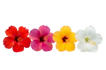 Four vibrant hibiscus flowers in a colorful horizontal row isolated isolated on transparent background