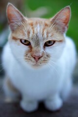 Portret słodkiej kotki 