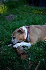 Amerykański pitbulterier gryzie kołek © Marcin