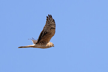 Pallid Harrier