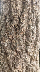 Vertical texture of prominent and rough tree bark, with deep grooves and natural brown color.
