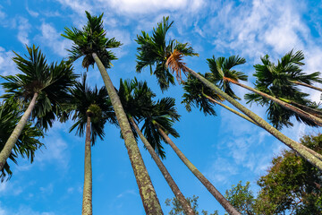 A low-angle worm's-eye view shows tall, slender palm trees reaching for a beautiful blue sky with wispy white clouds. Classic tropical nature scene from jungle of Ko Poda island, Krabi, Thailand.