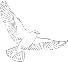 Obraz premium Dynamic vector illustration depicting a swift bird in full flight line art contour sketch drawing animal wildlife element designed for logo and print design.