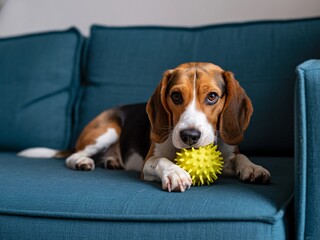 Cute beagle puppy dog playing with yellow spiky ball toy on blue couch at home
