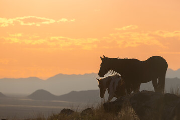Wild Horses at Sunset in Autumn in the Utah Desert