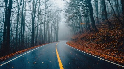 Fog-Laden Woodland Path | Yellow Stripe Perspective
