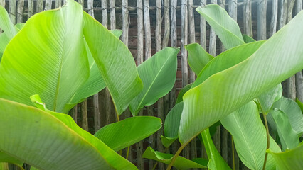 Large green leaves of tropical plants growing profusely in front of a bamboo fence.
