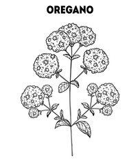 Oregano vector drawing illustration. Hand drawn sketch. Vintage medicinal plant sketch