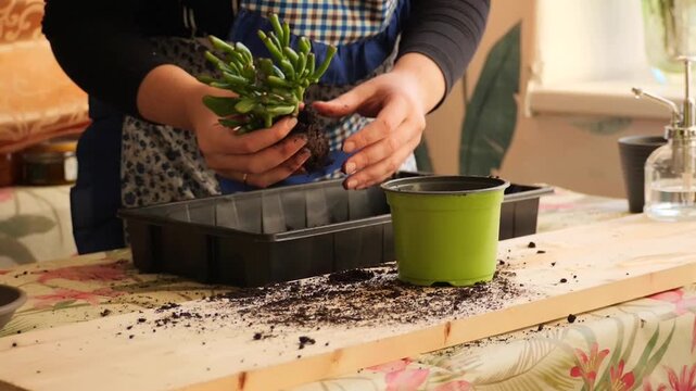 Planting succulent in pot - process of repotting a Crassula ovata Gollum succulent into a fresh container