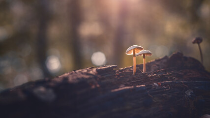 Mushrooms in spotlight © Mirko Harlos