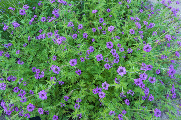 Verbena Bipinnatifida Dakota Mock Vervain