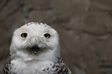 Schneeeule - Closeup mit geöffneten Augen
weiße Eule im Winter, arktischer Vogel,
majestic owl snow“