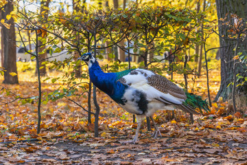  Indian Peafowl Peacock In Autumn Park