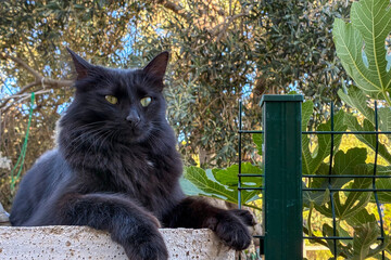 Elegant black cat relaxing outdoors on a sunny day, resting on a wall with lush green foliage behind, showcasing natural beauty, calm mood, vibrant nature background, and serene animal portrait style.