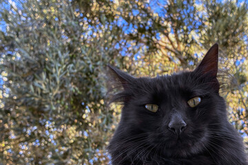 Elegant black cat relaxing outdoors on a sunny day, resting on a wall with lush green foliage behind, showcasing natural beauty, calm mood, vibrant nature background, and serene animal portrait style.