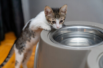 Thirsty kitten drinking fresh water from shiny metal bowl indoors, cute domestic cat hydrating in...