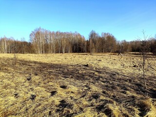 A spring landscape with dry grass in a field and a blue sky in the background. It's April, the first warm days after the snow melts. A unique image of wildlife.