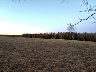 A spring landscape with dry grass in a field and a blue sky in the background. It's April, the first warm days after the snow melts. A unique image of wildlife.