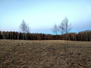 A spring landscape with dry grass in a field and a blue sky in the background. It's April, the first warm days after the snow melts. A unique image of wildlife.