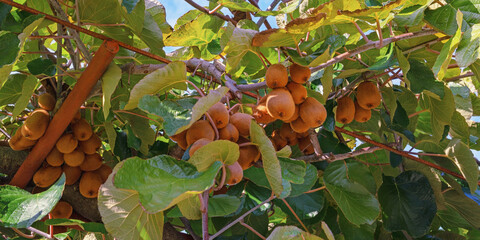 Kiwi  fruiting vine with leaves and fruit in orchard on sunny autumn day