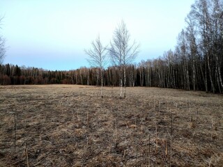 A spring landscape with dry grass in a field and a blue sky in the background. It's April, the first warm days after the snow melts. A unique image of wildlife.
