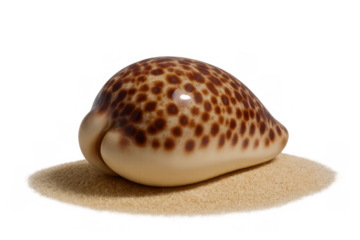 Cowrie seashell with brown spots sitting on beach sand, marine mollusc shell, transparent background