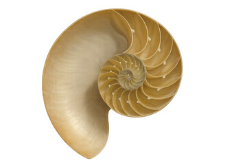 Nautilus shell displaying perfect logarithmic spiral and golden ratio, a natural pattern of geometry and marine life