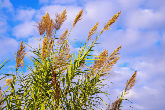 Giant reed Arundo donax - leaves and flowers against blue sky and clouds. Montenegro