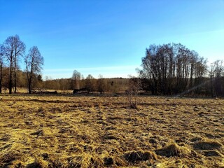 A spring landscape with dry grass in a field and a blue sky in the background. It's April, the first warm days after the snow melts. A unique image of wildlife.