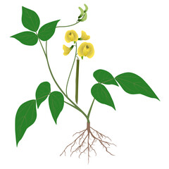 Mung bean plant with roots and flowers on white background..eps