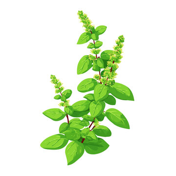Holy Basil Tulsi, 2D flat vector illustration in icon style, isolated on a white background