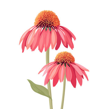 Minimalist 2D vector icon representation of a Echinacea, displayed on a pure white background