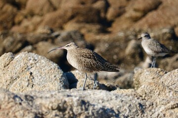 Asilomar State Beach, California: Long-Billed Curlew Standing Alongside The Rocky Pacific Coastline