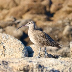 Asilomar State Beach, California: Long-Billed Curlew Standing Alongside The Rocky Pacific Coastline