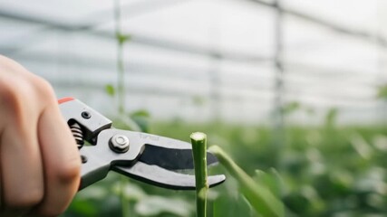 Pruning Plants in Greenhouse - A Close-Up of Gardening Tools in Action. - Powered by Adobe