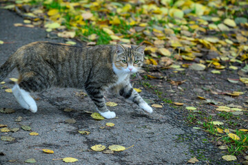 A cat strolls along a path covered with yellow leaves in a park during autumn. The scene captures the peaceful ambiance of the season and the feline's curiosity