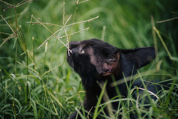 black cat on grass