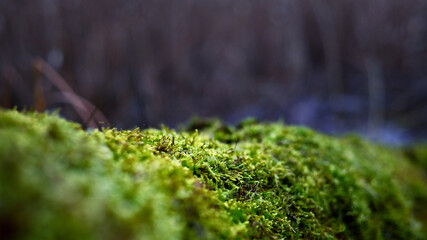 Close-up of vibrant green moss growing on a natural surface in a forest setting. The richly textured moss is sharply focused, highlighting its delicate structure and lush appearance. A blurred backgro