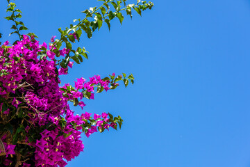 A beautiful blue sky with a bunch of purple flowers