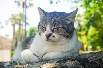 A cat is laying on a rock in a park in Side Turkey