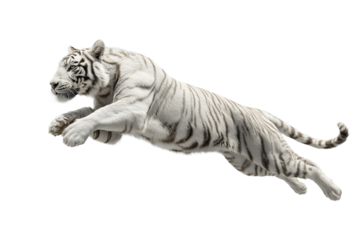 White Tiger Leaping Mid-Air on Transparent Background. Tiger Alpha, Cut-out.