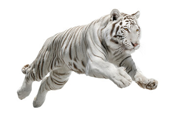 Fototapeta premium White Tiger Leaping Mid-Air on Transparent Background. Tiger Alpha, Cut-out.